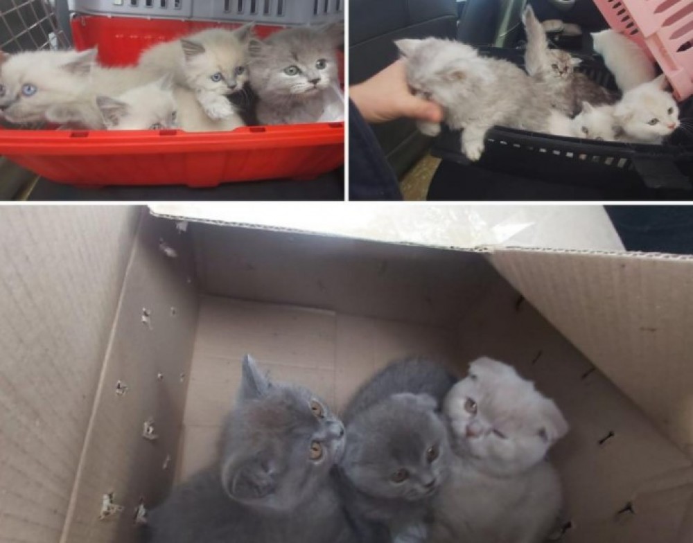 Contrabandă drăgălașă identificată de polițiști. Un transnistrean a fost reținut cu 17 pisici de rasă